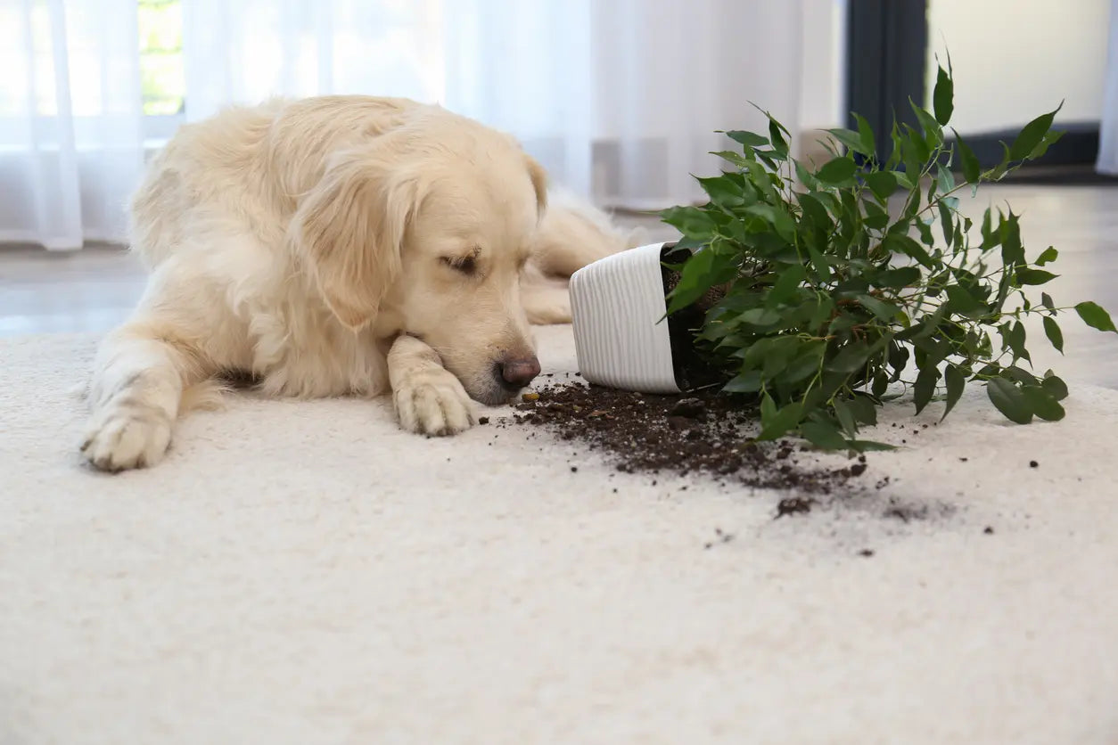 How Carpet Cleaning Can Renew Your Living Space